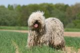 KOMONDOR 078